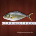 Fish Tape Measure 40 Inch Fish Ruler Fish Measure Factory